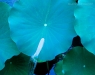 LAVV PHOTOGRAPHY