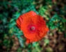 LAVV PHOTOGRAPHY